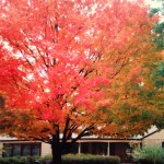 Maple Tree fall colors